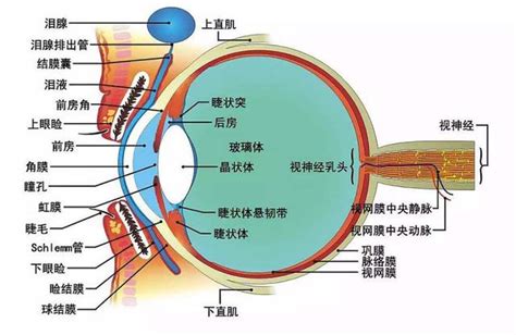 眼睛 部位|眼睛構造全分析介紹 